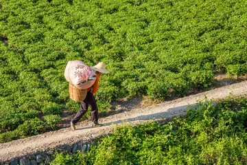 Fototapeten chinesischer Arbeiter auf einer Teeplantage in China © eyetronic