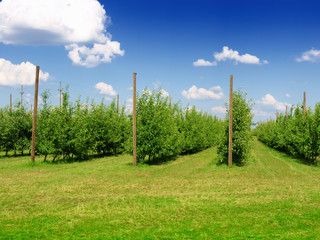 Apple orchard