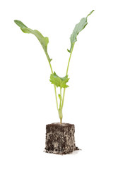Gemüsepflanze