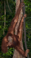 Female orangutan in the wild