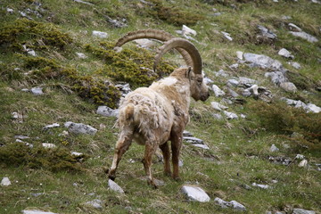 Obraz premium Stambecco