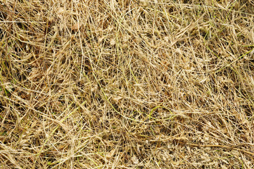 Yellow clippings grass