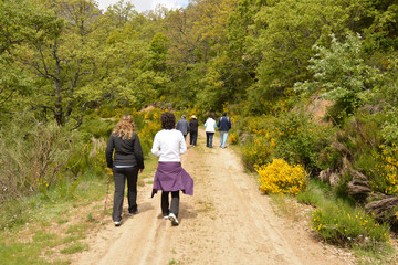grupo de personas caminando por un camino en el bosque