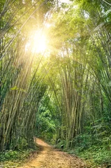 Aluminium Prints Bamboo Passage in the forest - Khao Sok Thailand