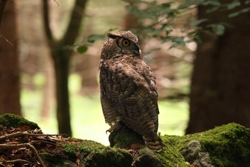 Great horned owl /Bubo virginianus/