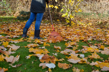 worker rake autumn dry tuliptree leaves in garden