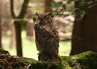 Great horned owl /Bubo virginianus/