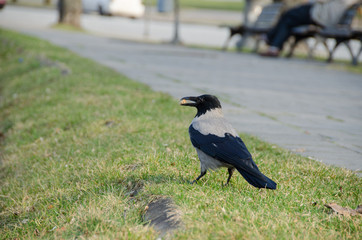 Fototapeta premium big crow hold breadcrumbs in beak at city park