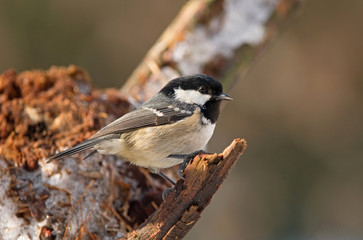 Fototapeta premium Coal tit