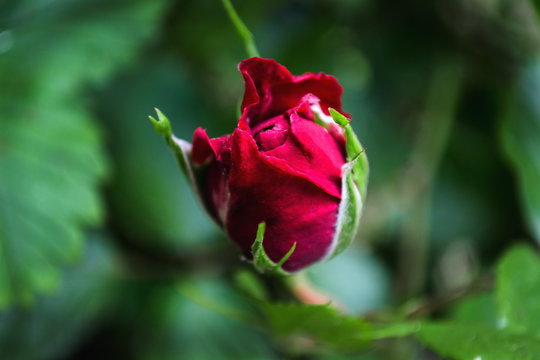bud red rose, love, Valentine's Day