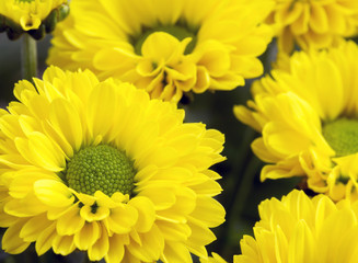 Close up image of bunch of yellow chrysanthemums