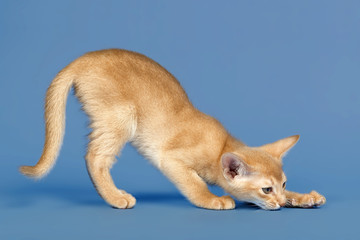 Katzen-Abessinier 0453