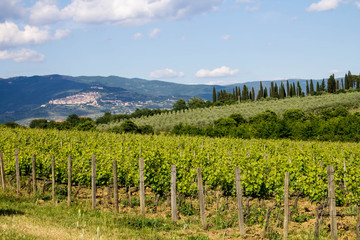 Fototapeta na wymiar Vineyard in the Tuscan countryside