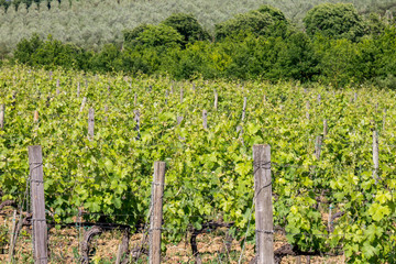 Fototapeta na wymiar Background with vineyard