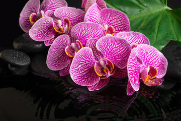Beautiful spa still life of blooming twig stripped violet orchid