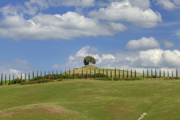 Fototapeta premium Zypressen, Hügel, Toskana