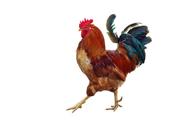 "Red" rooster.