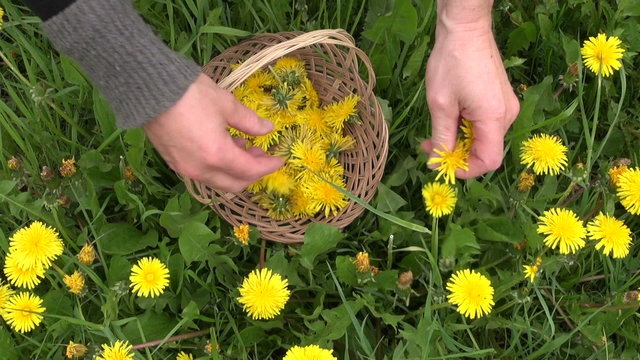 pick fresh spring dandelion flower for healthy food