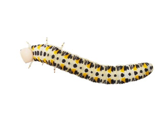 Caterpillar isolated on white background