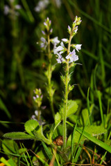 Heath speedwell
