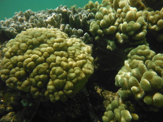 barriera corallina con pesci del madagascar