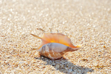 Exotic shell on the beach