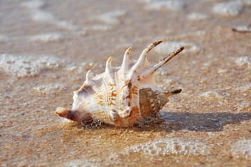 Exotic shell on the beach