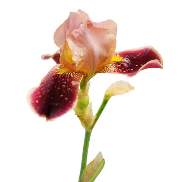 burgundy iris flower isolated on white background