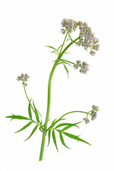 Baldrian Valeriana officinalis