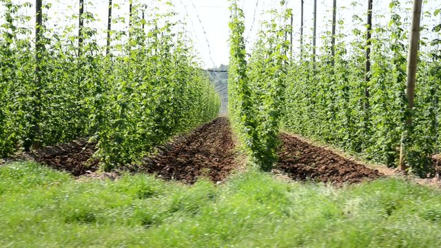 hop garden in June, panning, vehicle shot