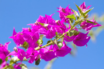 Pink blooming flower.