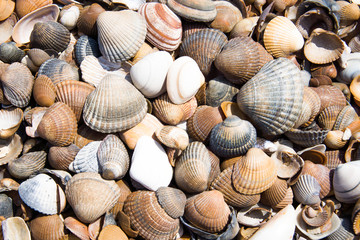 Muscheln am Strand angeschwemmt, Bivalvia schale als Hintergrund, küste am Meer und Strand