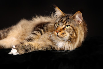Purebred cat
