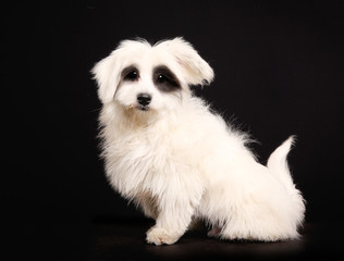 Coton de Tulear dog