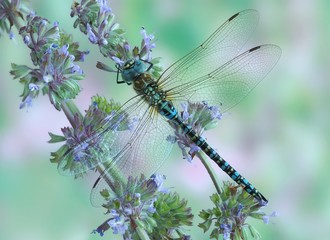 Aeshna affinis (male)