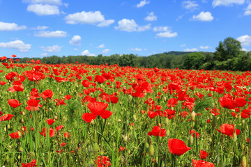 Obraz na płótnie Canvas Spring Meadow fully of red Weed