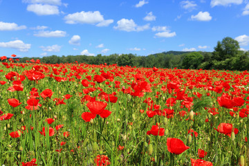 Fototapeta na wymiar Spring Meadow fully of red Weed