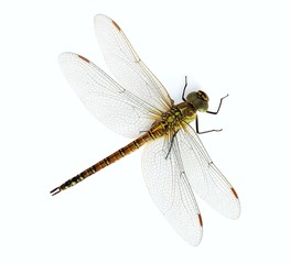 Aeshna affinis (female)