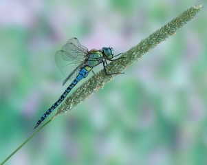 Aeshna affinis (male)