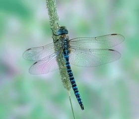 Aeshna affinis (male)