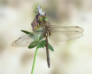 Aeshna isoceles (male)