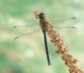 Aeshna mixta (male)