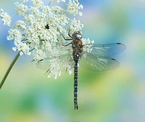 Aeshna mixta (male)