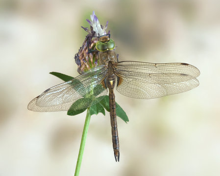 Aeshna isoceles (male)