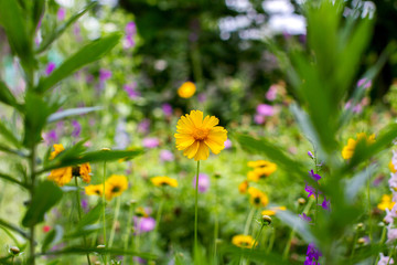 yellow flower on a green flower bed in the garden