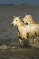 Camargue wild horses