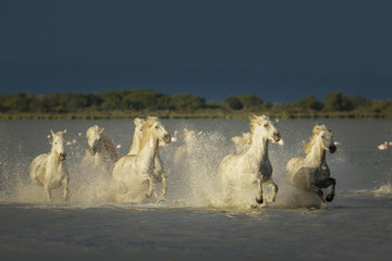 White wild horses