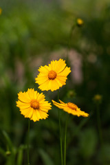 yellow flower on a green flower bed in the garden