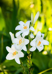 White lily flowers