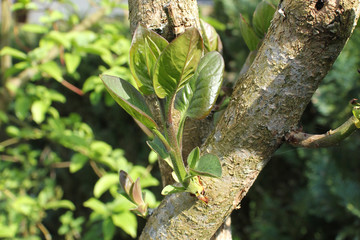 Spriessender baum